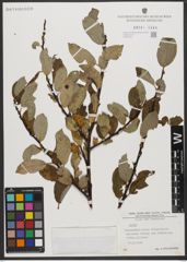 Foto von Salix L.